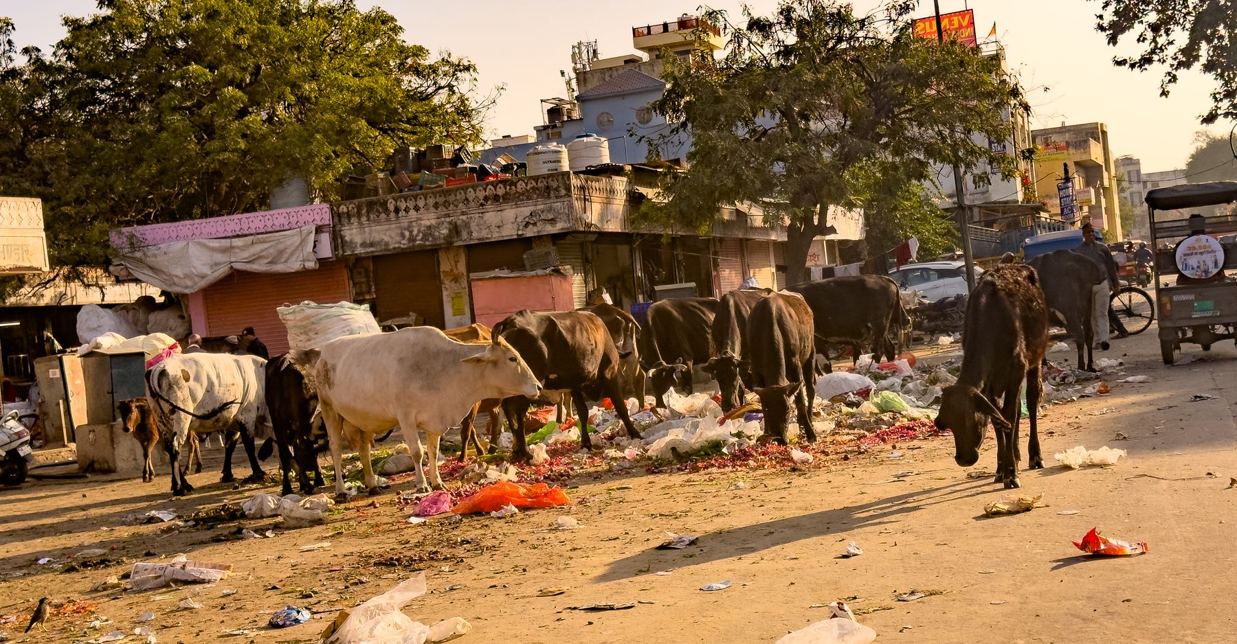 Cows Eating Colorful Garbage Along Roadside Market